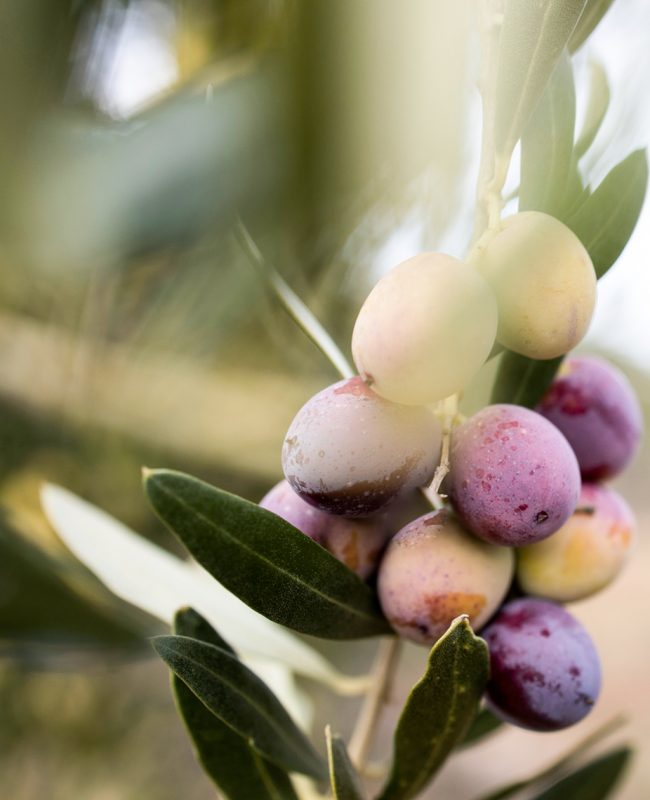 olives-vinaixa-detall
